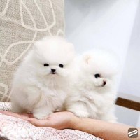 Healthy Pomeranian puppies available 